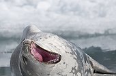 Weddell seal yawning - Antarctic Peninsula