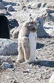 Leucistis Gentoo penguin moulting - Antarctic Peninsula