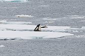 Orca watching a Leopard Seal - Antarctic Peninsula 