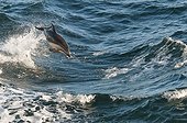 Dusky Dolphin surfing - Beagle Channel Argentina