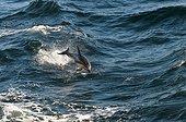 Dusky Dolphin surfing - Beagle Channel Argentina