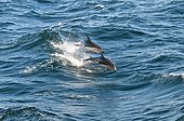 Dusky Dolphin surfing - Beagle Channel Argentina
