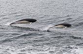 Southern Right Whale Dolphins - Beagle Channel Argentina