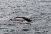 Southern Right Whale Dolphins - Beagle Channel Argentina