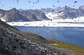 Flight Little Auks - Kap Hoegh Greenland