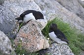 Little Auks on rock - Kap Hoegh Greenland ; Couple near its nest