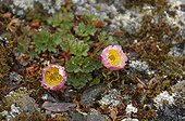 Arctic buttercup flowers on the tundra - Greenland