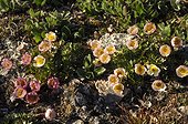 Arctic buttercup flowers on the tundra - Greenland