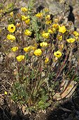 Hooker's Cinquefoil flowers on the tundra - Greenland