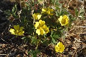 Hooker's Cinquefoil flowers on the tundra - Greenland