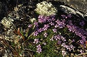Cushion pink flowers on the tundra - Greenland