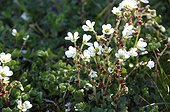 Drooping Saxifrage flowers on the tundra - Greenland