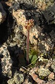 Ottertail Pass Saxifrage flower on the tundra - Greenland