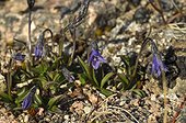 Arctic Bellflowers on the tundra - Greenland