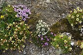 Silenus and Saxifrage flowers in tundra - Greenland