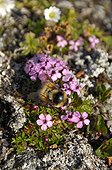 Arctic Bumblebee on flowers in tundra - Greenland