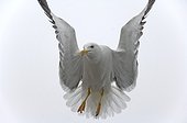 Baltic Gull in flight - Iceland