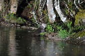 Eurasian otter at the edge of the water - Limousin France