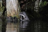 Eurasian otter in water - Limousin France ; Otter sniffing a marking point
