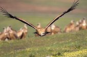 Griffon vulture in flight - Alcudia Valley Spain