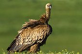 Griffon vulture on ground - Alcudia Valley Spain 