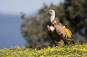 Griffon vulture with tag - Alcudia Valley Spain 