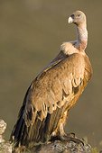 Griffon vulture on ground - Rio Dulce Spain 
