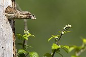 Eurasian Wryneck at nest - Navarra Spain