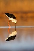 Black-winged Stilt and its reflection - Ciudad Real Spain
