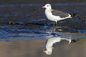 Baltic Gull on water - Guadarrama Spain