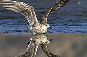 Young Baltic Gull and its reflection - Guadarrama Spain