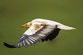 Egyptian Vulture in flight - Alcudia Valley Spain