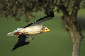 Egyptian Vulture in flight - Alcudia Valley Spain