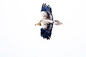 Egyptian Vulture in flight - Alcudia Valley Spain