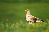 Egyptian Vulture on ground - Alcudia Valley Spain