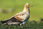 Egyptian Vulture on ground - Alcudia Valley Spain