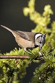 Crested Tit on a branch - Ciudad Real Spain