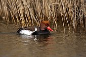 Red-crested Pochard on water - Daimiel Spain
