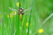 Emergence of Eurasian Red Dragonfly - Fouzon Prairie France