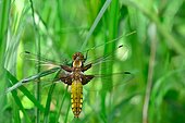 Emergence of Eurasian Red Dragonfly - Fouzon Prairie France