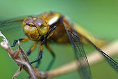 Emergence of Eurasian Red Dragonfly - Fouzon Prairie France ; an eye problem 