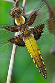 Eurasian Red Dragonfly on stem - Fouzon Prairie France
