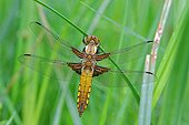 Eurasian Red Dragonfly on rush - Fouzon Prairie France