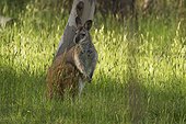 Wallaby in the tall grass - Snowy Mountains Australia