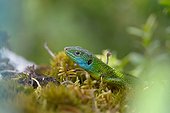 Western green lizard on moss - Bugey France