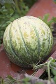 Cantalope 'Délice de la table' on a tile in a kitchen garden