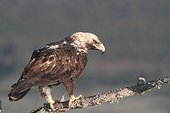 Spanish Imperial Eagle on a branch