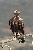 Spanish Imperial Eagle on a branch