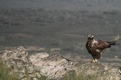 Spanish Imperial Eagle on ground