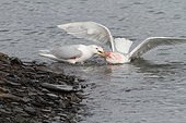 Glaucous gulls fighting in water - Spitsbergen 